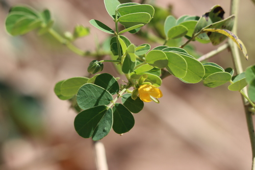 American Sicklepod
