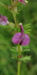 Pedicularis adunca