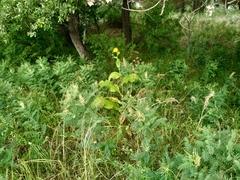 Sophora alopecuroides