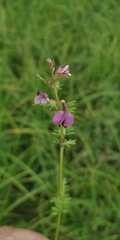 Pedicularis adunca