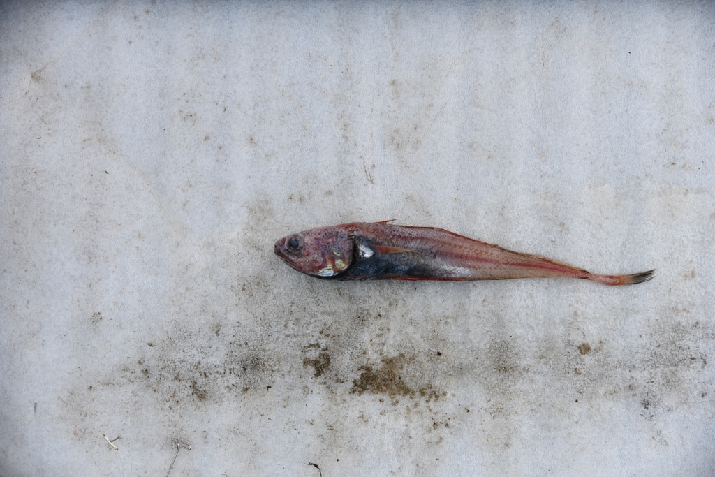 Rosy Cod
