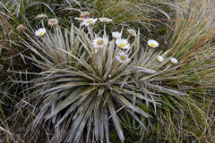 Celmisia armstrongii