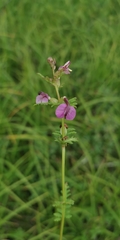 Pedicularis adunca