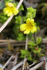 Euphrasia cockayneana