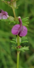 Pedicularis adunca