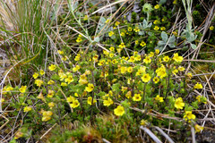 Euphrasia cockayneana