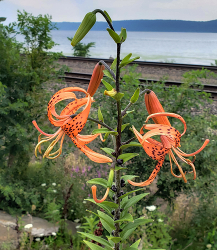 Tiger lily (Lilium lancifolium)