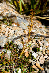 Aciphylla hookeri