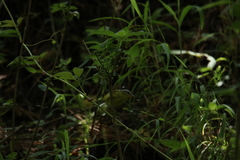 Phylloscopus xanthoschistos