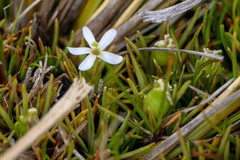 Stylidium subulatum