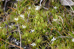 Stylidium subulatum