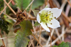 Rubus parvus
