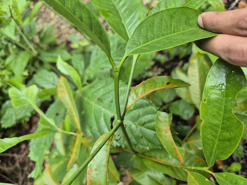 Garcinia parvifolia observed 2025-01-19