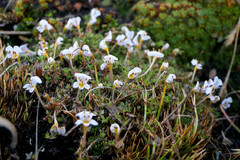 Euphrasia disperma
