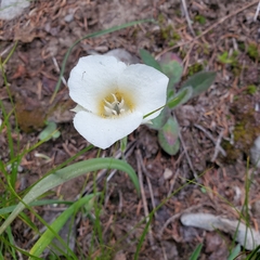 Calochortus subalpinus