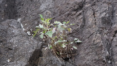 Sonchus pendulus, photograph (c) fmunoz, some rights reserved (CC BY)
