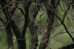 Dendrocoptes auriceps