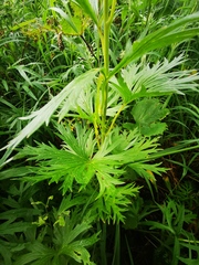 Aconitum fischeri