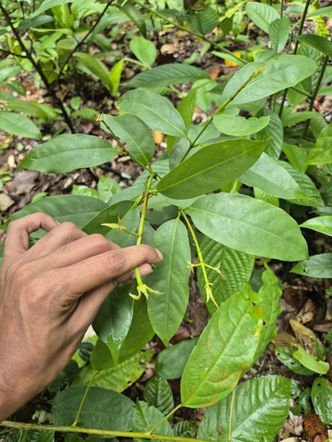 Garcinia parvifolia observed 2025-01-19