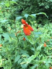 Erythranthe cinnabarina