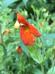 Erythranthe cinnabarina