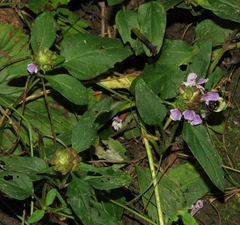 Prunella vulgaris lanceolata
