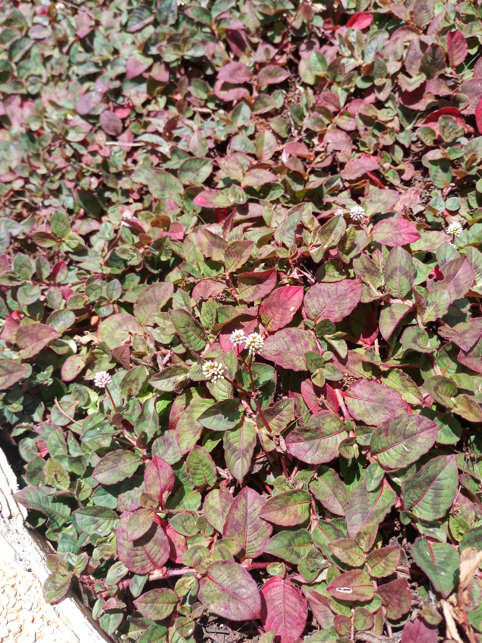 Persicaria capitata