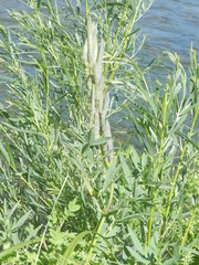 Thermopsis montana
