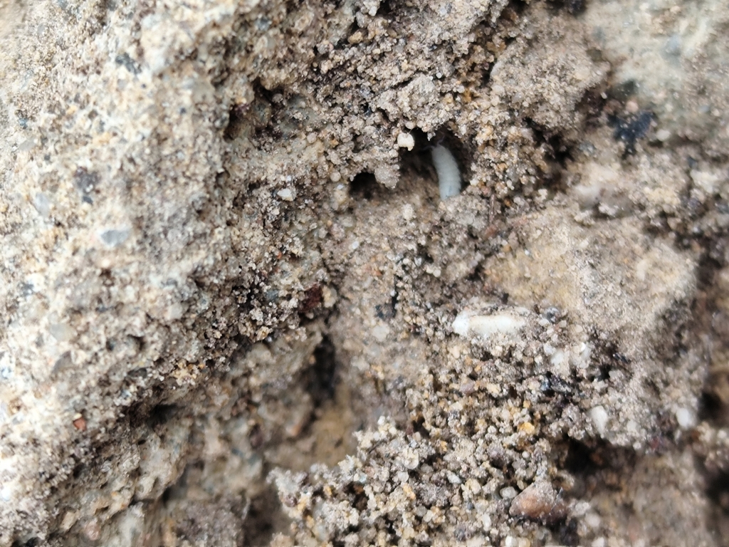 Trichorhina cascaisensis