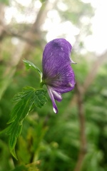 Aconitum fischeri