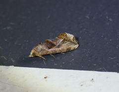 Oraesia emarginata