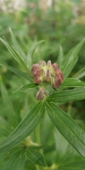 Aconitum fischeri