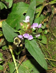 Prunella vulgaris lanceolata