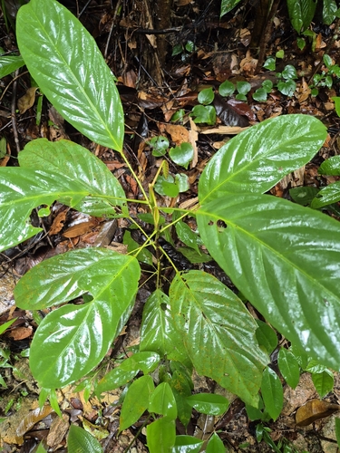 Elaeocarpus petiolatus observed 2025-01-19