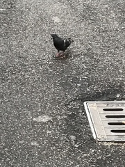 Columba livia domestica