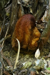 author not stated, no rights reserved Cibotium barometz, photograph author not stated, no rights reserved