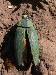 Steraspis
