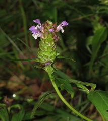 Prunella vulgaris lanceolata