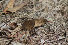 Pindis squamistriga