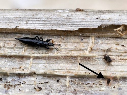 Eupodes observed 2025-01-19