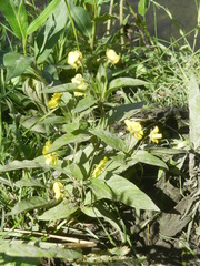 Lysimachia ciliata