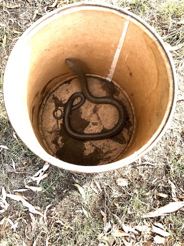 Eastern Brown Snake sighting