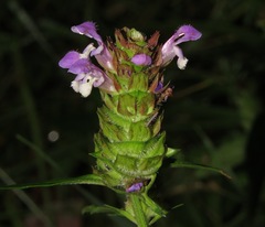 Prunella vulgaris lanceolata