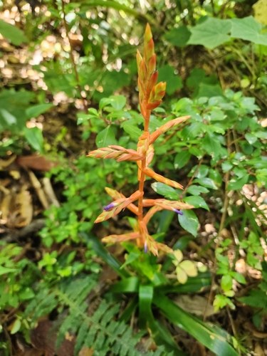 Foto de Tillandsia