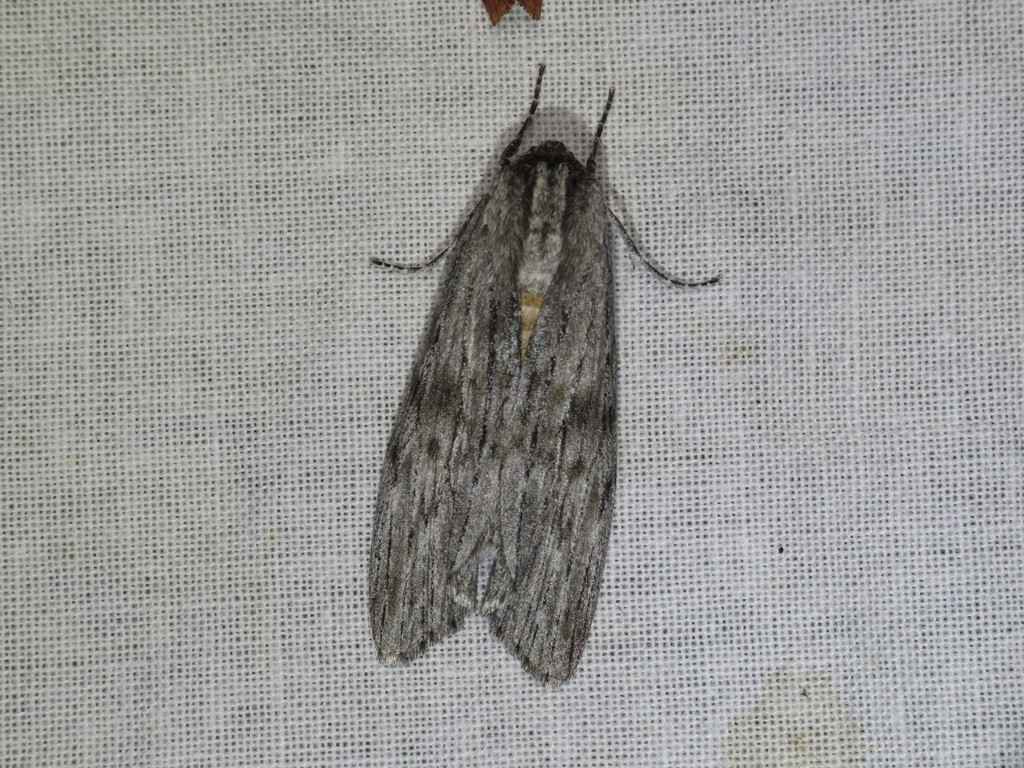 Capusa senilis