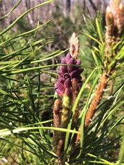 Pinus pungens