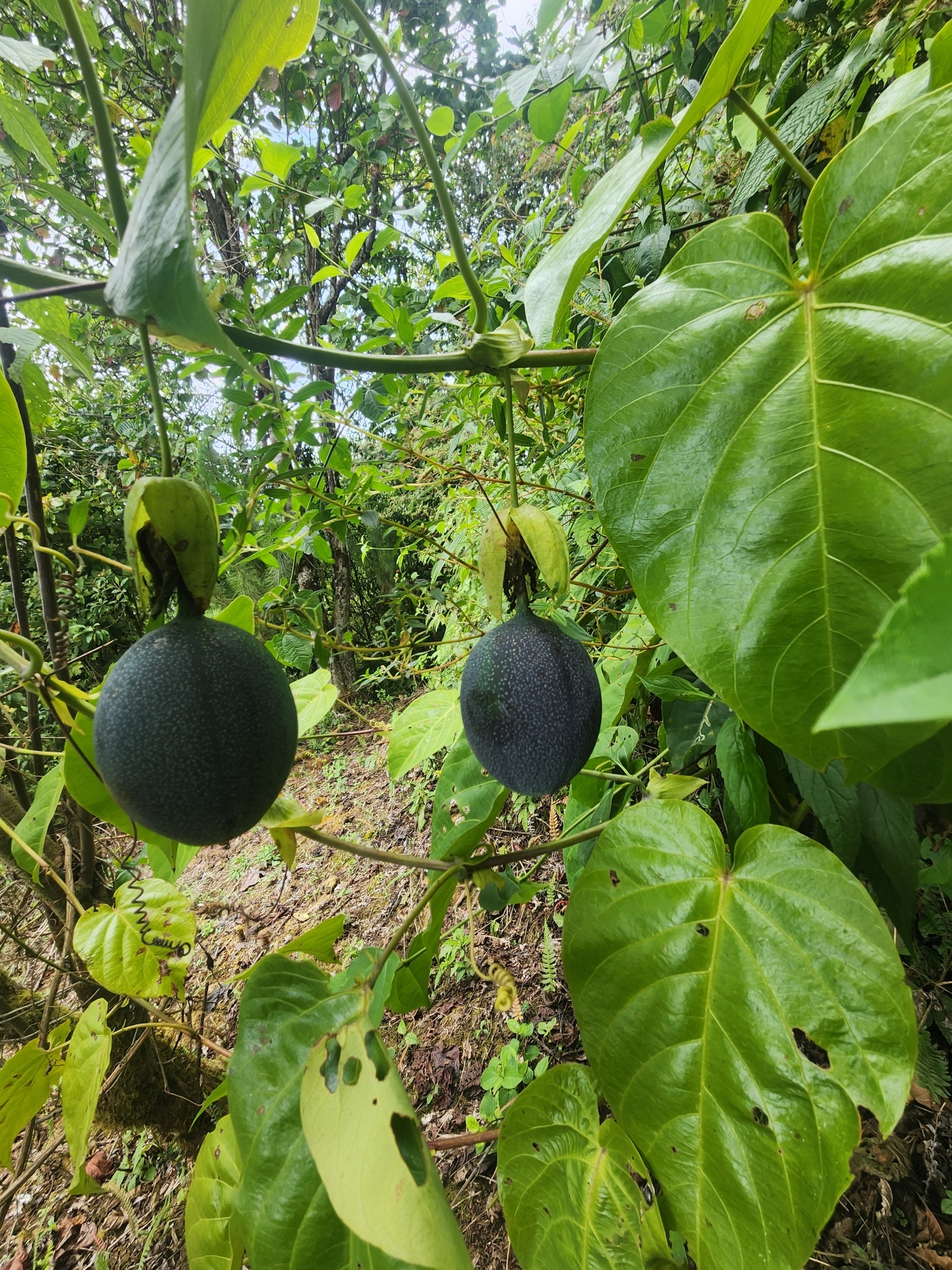 Imagem de Maracujá-doce