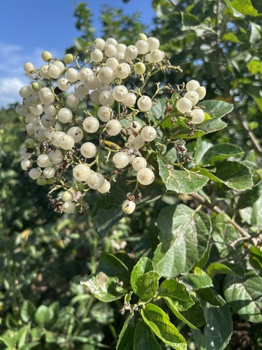 Foto de Pombinha