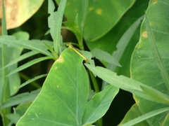 Ceriagrion coromandelianum
