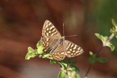 Dodona durga